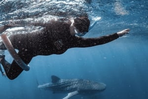 Perth nach Exmouth und zurück mit Monkey Mia und Ningaloo Reef