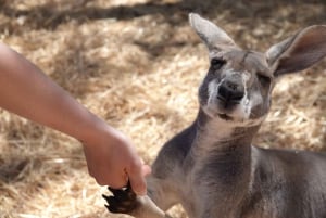 Perth nach Exmouth und zurück mit Monkey Mia und Ningaloo Reef