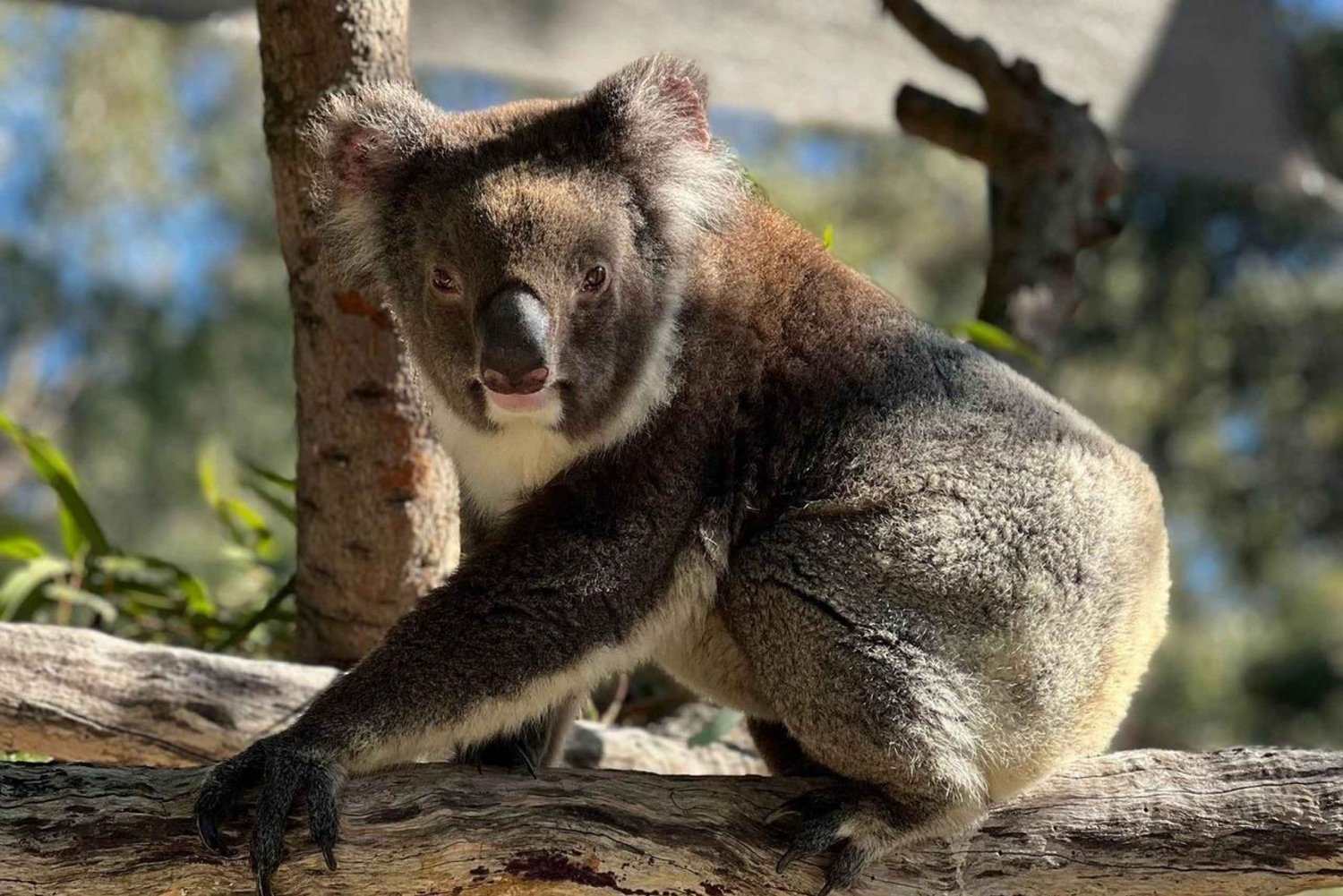 Perth Visita al Hospital de Fauna Salvaje de WA y Encuentro con la Fauna Autóctona