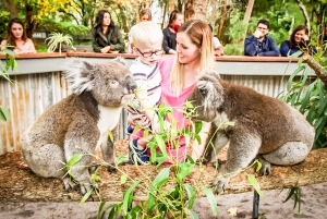 Perth Water Park, Maze & Koala Experience