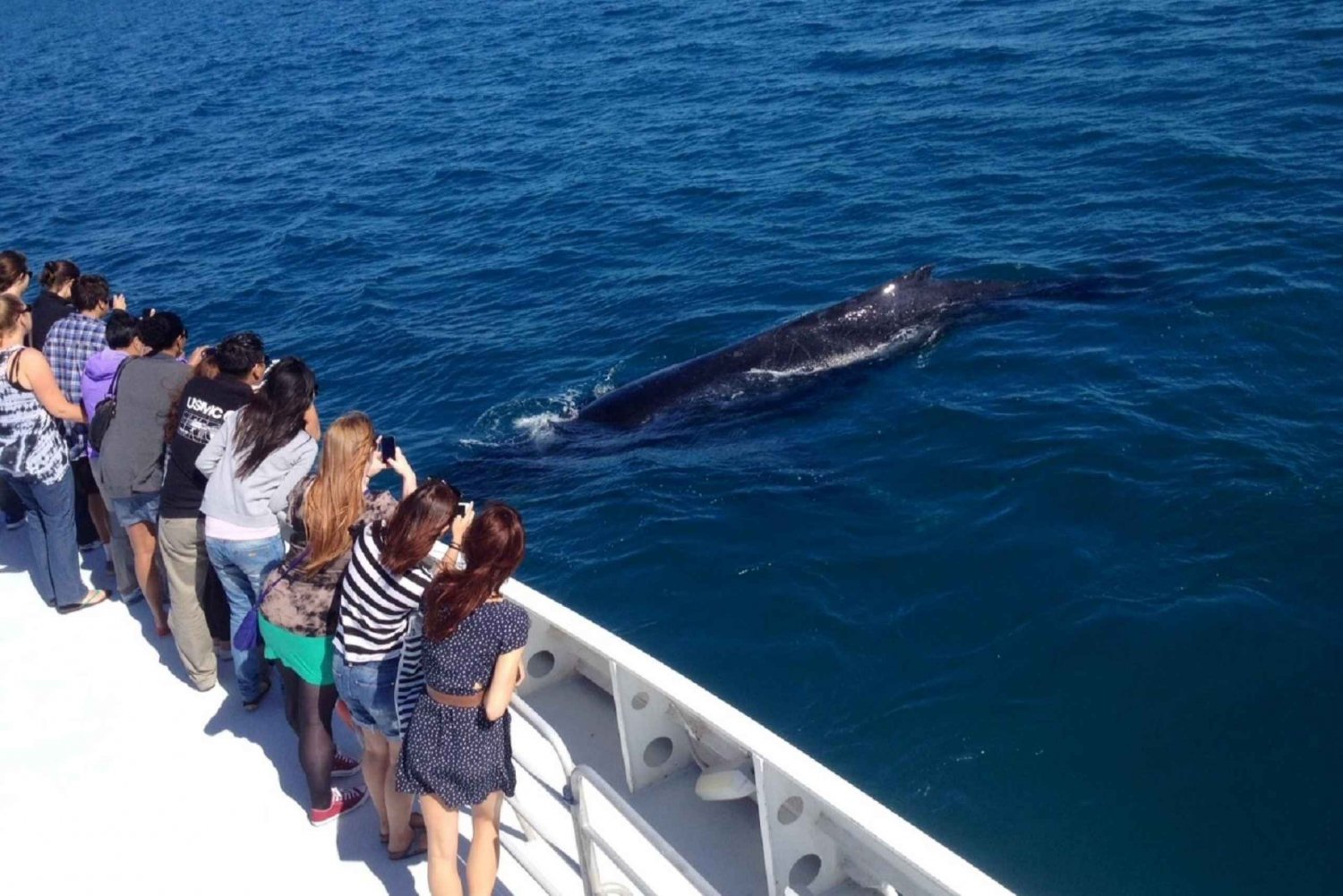 Perth: cruzeiro para observação de baleias saindo do Hillarys Boat Harbour