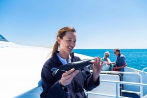 Perth : Croisière d'observation des baleines au départ de Hillarys Boat Harbor