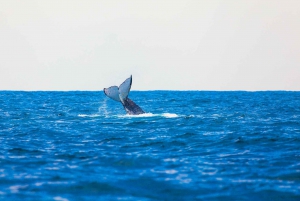 Perth: cruise om walvissen te spotten vanuit de haven van Hillarys