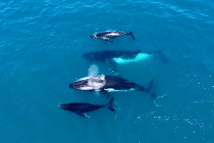 Perth : Croisière d'observation des baleines au départ de Hillarys Boat Harbor