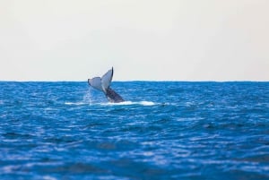Perth: Whale Watching Cruise from Hillarys Boat Harbor