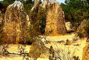 Pinnacles Wüste Tagestour