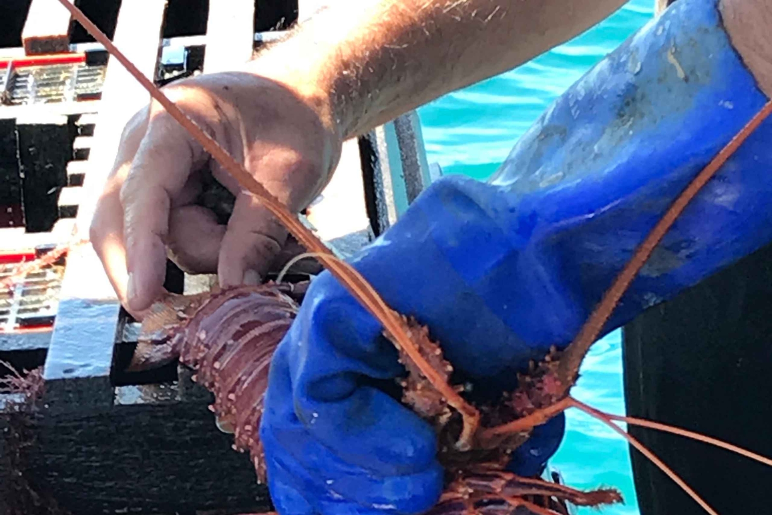 Rockingham: Lobster Catch and Keep Tour with Refreshments