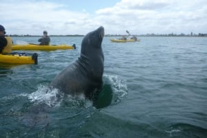 Rockingham: Passeio de um dia de caiaque pelas ilhas Seal e Penguin