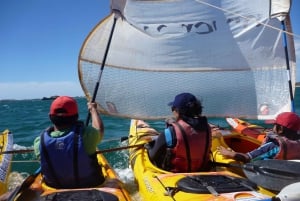 Rockingham : Excursion d'une journée en kayak de mer sur les îles des phoques et des pingouins