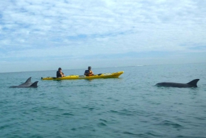 Rockingham Excursión de un día en Kayak de Mar por las Islas de las Focas y los Pingüinos