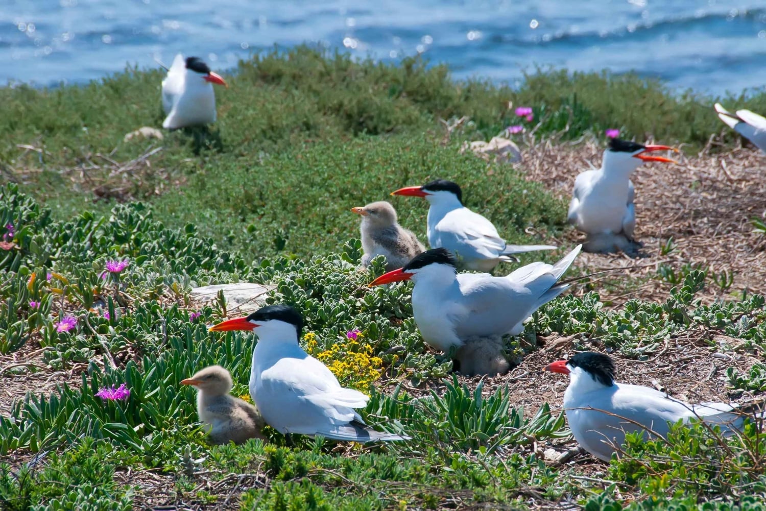 Rockingham: Shoalwateröarna, delfiner och sjölejonstur