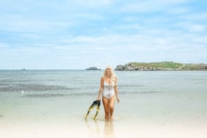 Rockingham: Shoalwateröarna, delfiner och sjölejonstur