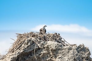 Rockingham: Shoalwateröarna, delfiner och sjölejonstur