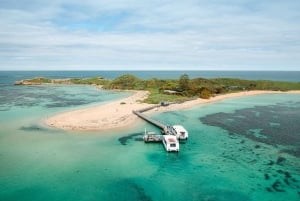 Rockingham: Shoalwateröarna, delfiner och sjölejonstur