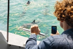 Rockingham: Shoalwateröarna, delfiner och sjölejonstur
