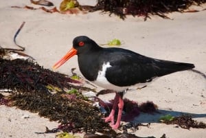 Rockingham: Shoalwateröarna, delfiner och sjölejonstur