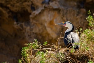 Rockingham: Shoalwateröarna, delfiner och sjölejonstur