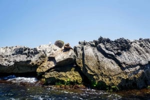 Excursión de un día a la Isla Rottnest en Ferry y Excursión de Aventura en Barco
