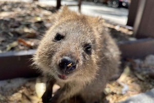 Rottnest Island Ferry and 1.75 Hr Bus Tour