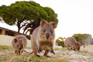 From Perth: Rottnest Island Ferry & Bike Trip