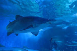 Perth: Snorkel with Sharks at AQWA