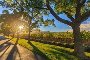 Swan Valley: VIP Wine Tour with Cheeseboard and Lunch