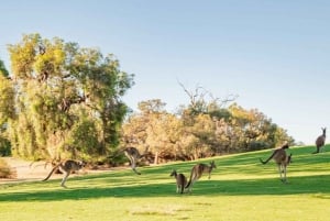 Swan Valley: Golfkar kangoeroe safari met minigolf en drankje