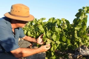Swan Valley Wine Discovery: Private Tour from Perth