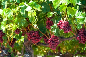 Descoberta de vinhos em Swan Valley: excursão privada saindo de Perth