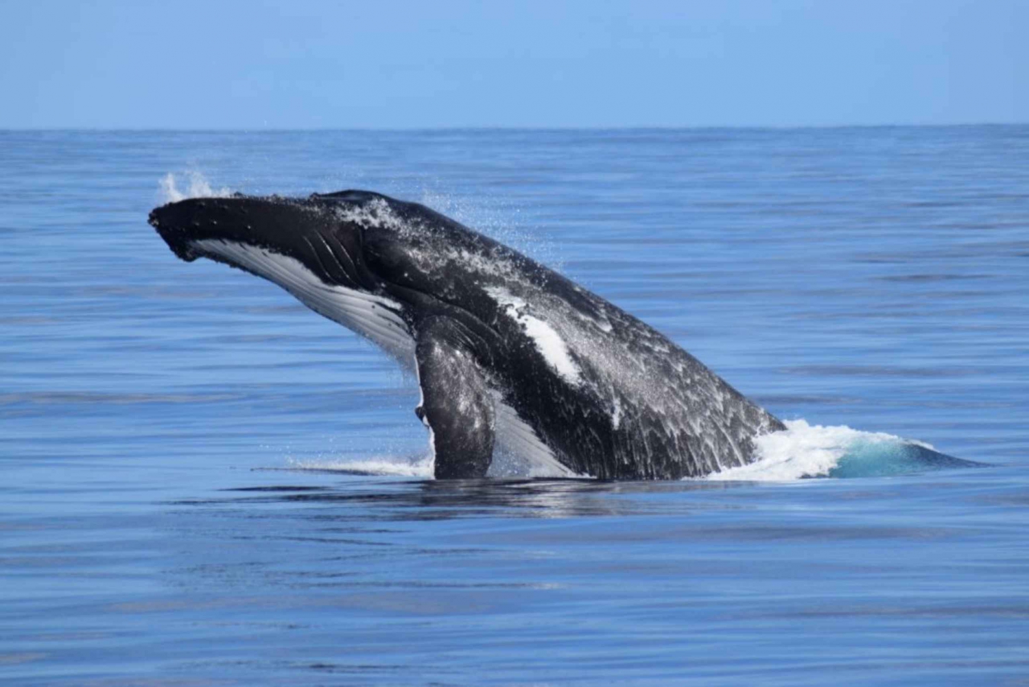 Whale Watching Cruise from Busselton, Augusta or Dunsborough