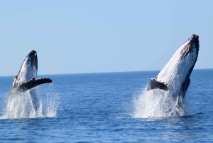 Whale Watching Cruise from Busselton, Augusta or Dunsborough