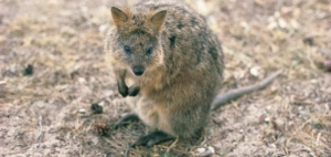 Rottnest Island
