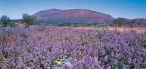 WA's Golden Outback