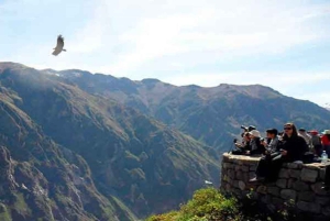 2-Day Colca Canyon Adventure from Arequipa + Hotel