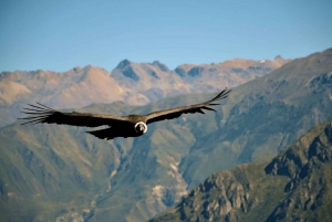 2-Day Tour Colca Canyon in Arequipa with end in Puno