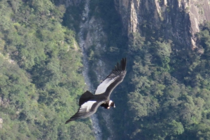 2-Day Tour Colca Canyon in Arequipa with end in Puno
