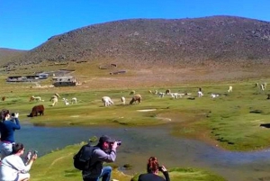 2-Day Tour Colca Canyon in Arequipa with end in Puno