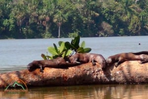 2-dagers tur i Tambopata Amazonas