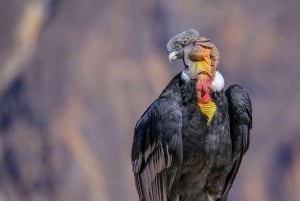 Arequipa: Cânion do Colca 2 Dias | Fim de Puno