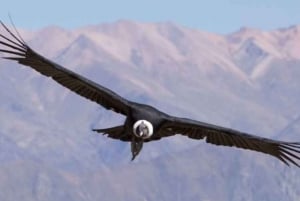 Från Arequipa: 2-dagars tur till Colca Canyon med avslutning i Puno