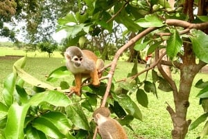 3-Day All Inclusive Guided Jungle Tour from Iquitos EcoLodge