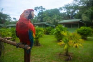 3-Day All Inclusive Guided Jungle Tour from Iquitos EcoLodge