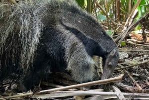 3-Day All Inclusive Guided Jungle Tour from Iquitos EcoLodge