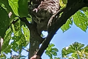 Expedición al Amazonas de 3 días: tour por la selva, el río y la fauna silvestre