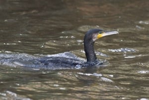 Expedición al Amazonas de 3 días: tour por la selva, el río y la fauna silvestre
