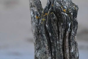 Expedición al Amazonas de 3 días: tour por la selva, el río y la fauna silvestre