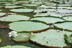 Expedición al Amazonas de 3 días: tour por la selva, el río y la fauna silvestre