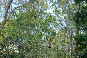 Expedición al Amazonas de 3 días: tour por la selva, el río y la fauna silvestre