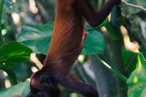 Expedición al Amazonas de 3 días: tour por la selva, el río y la fauna silvestre