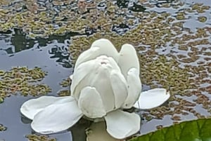 Expedición al Amazonas de 3 días: tour por la selva, el río y la fauna silvestre